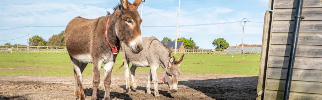 Attractions in Isle of Wight