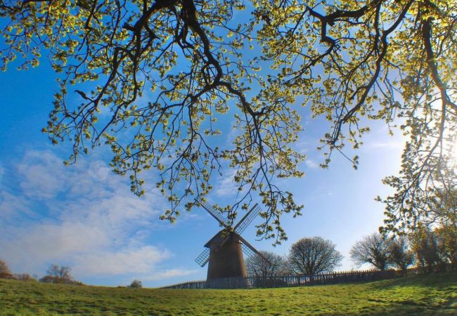 Bembridge Windmill in Spring.