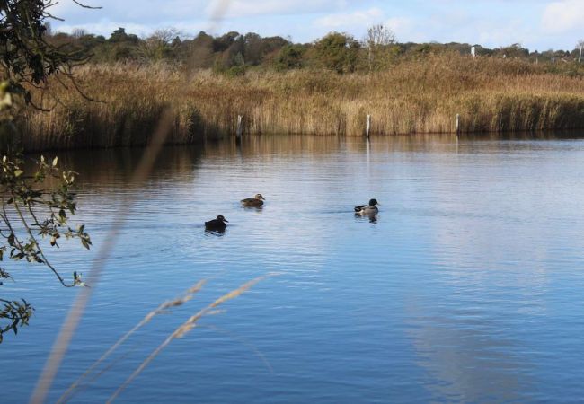 Brading Marshes nature reserve Isle of Wight