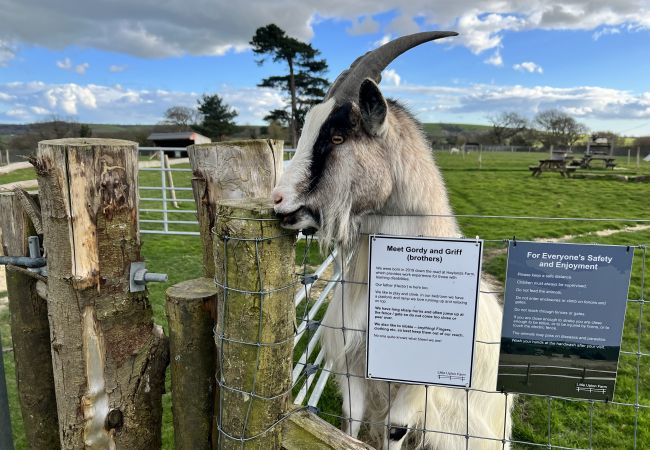 Farmstay Isle of Wight, Little Upton Farm